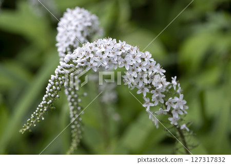 珍珠菜 珍珠菜 127317832