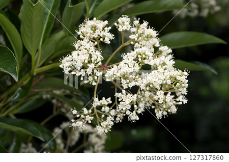 Sangogesu 127317860