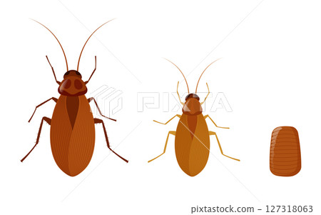 Cockroach lifecycle showing growth stages from nymph to adult insect Cockroach lifecycle showing growth stages from nymph to adult insect 127318063