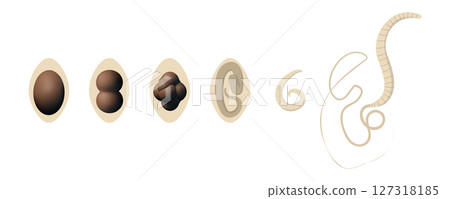 Whipworm Trichuris trichiura life cycle, from egg to adult worm 127318185