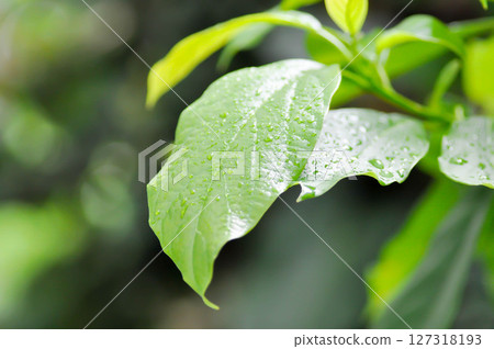 Persea americana Mill or Avocado, Lauraceae or Persea gratissima or avocado plant and rain droplet 127318193