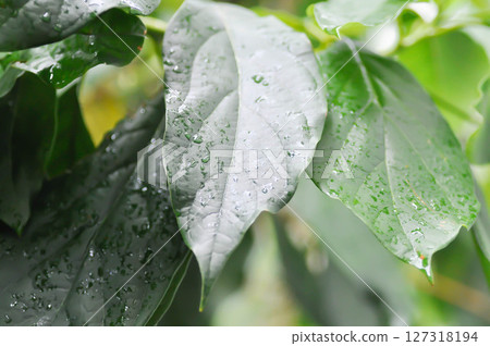 Persea americana Mill or Avocado, Lauraceae or Persea gratissima or avocado plant and rain droplet 127318194