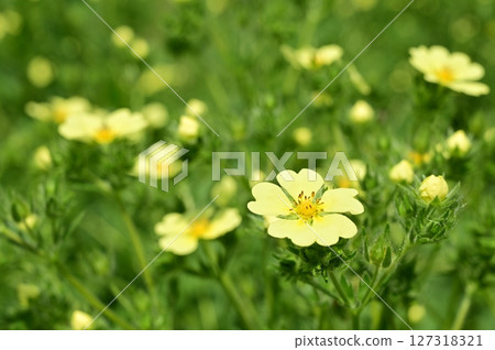 直立委陵菜(薔薇科) 直立委陵菜(薔薇科) 127318321