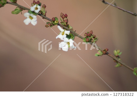 White flower White flower 127318322