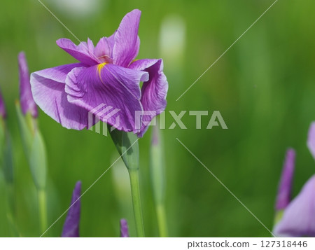 花虹膜在雨中被弄濕 127318446