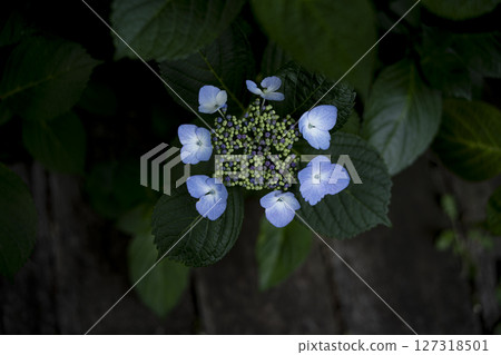 雨季黑暗中的繡球花 127318501