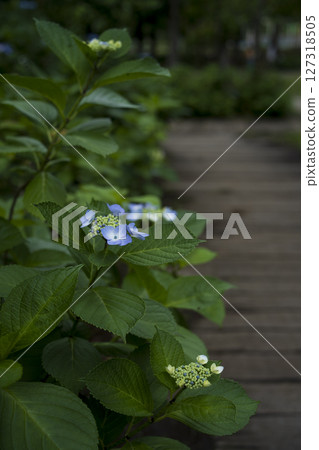雨季黑暗中的繡球花 127318505