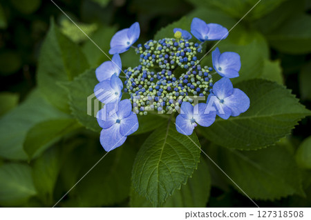 Hydrangea flowers in the dark of the rainy season Hydrangea flowers in the dark of the rainy season 127318508