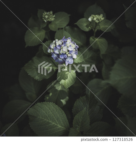 Hydrangea flowers in the dark of the rainy season Hydrangea flowers in the dark of the rainy season 127318526