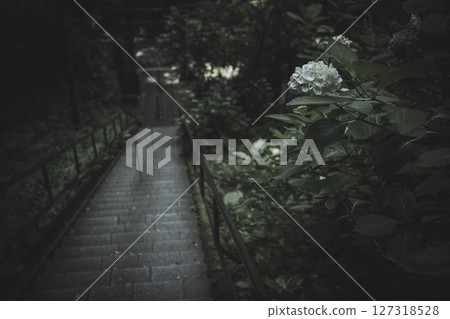 Hydrangea flowers in the dark of the rainy season 127318528