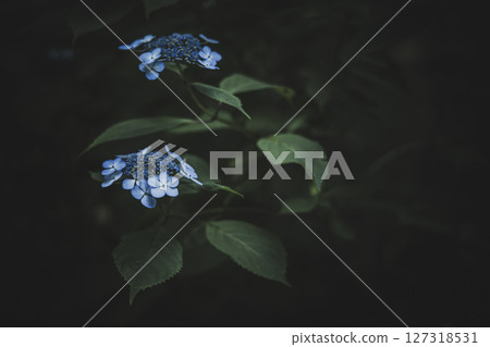 Hydrangea flowers in the dark of the rainy season 127318531