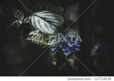 雨季黑暗中的繡球花 雨季黑暗中的繡球花 127318536