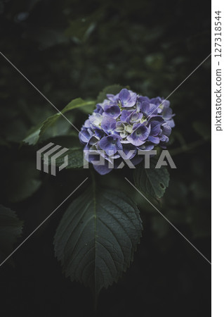 雨季黑暗中的繡球花 127318544