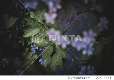 Hydrangea flowers in the dark of the rainy season Hydrangea flowers in the dark of the rainy season 127318551