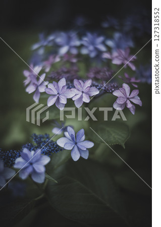 Hydrangea flowers in the dark of the rainy season Hydrangea flowers in the dark of the rainy season 127318552