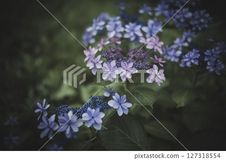 Hydrangea flowers in the dark of the rainy season Hydrangea flowers in the dark of the rainy season 127318554