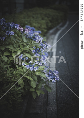 Hydrangea flowers in the dark of the rainy season Hydrangea flowers in the dark of the rainy season 127318555