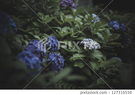 Hydrangea flowers in the dark of the rainy season Hydrangea flowers in the dark of the rainy season 127318556