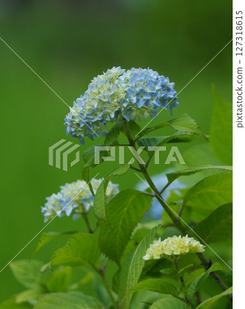 Blue hydrangea 127318615