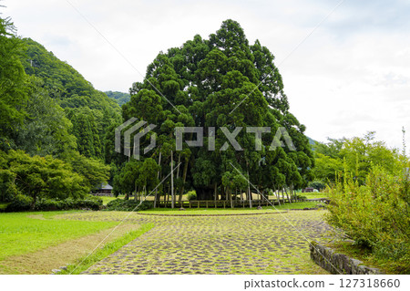 白山山麓的觀光景點：禦佛杉 127318660