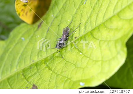 多刺巨型蜘蛛蜂 多刺巨型蜘蛛蜂 127318707