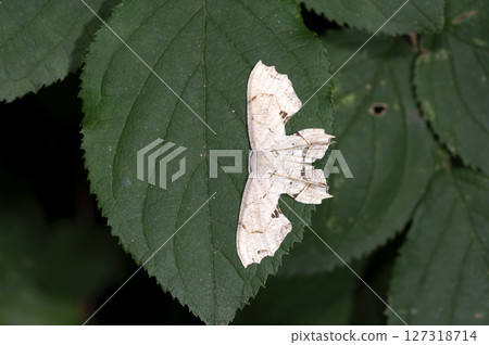 Hagata Futao 127318714