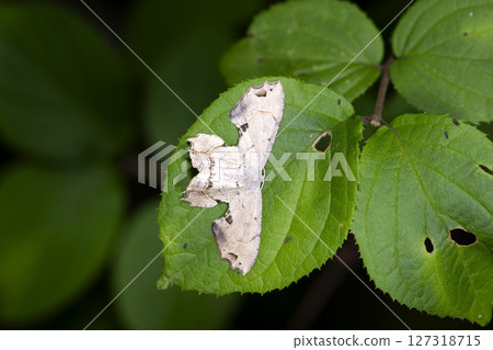 Hagata Futao 127318715