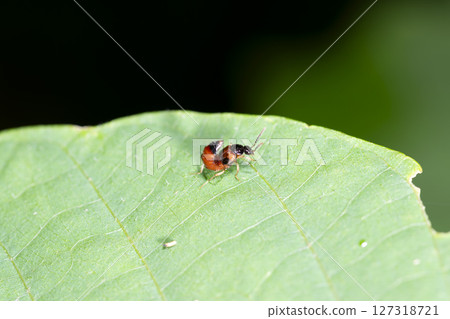 白斑隱翅蟲 127318721