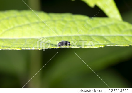 Pine beetle Pine beetle 127318731