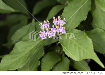 紫式部 紫式部 127318738