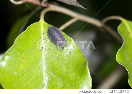 Warazushi Warazushi 127318753