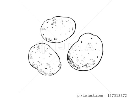 Potatoes hand drawn line drawing Potatoes hand drawn line drawing 127318872