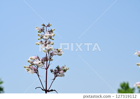 Penstemon Dark Towers (Scrophulariaceae) 127319112