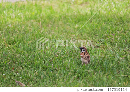 麻雀下降到草原 麻雀下降到草原 127319114