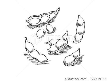 Edamame hand-drawn line drawing 127319135