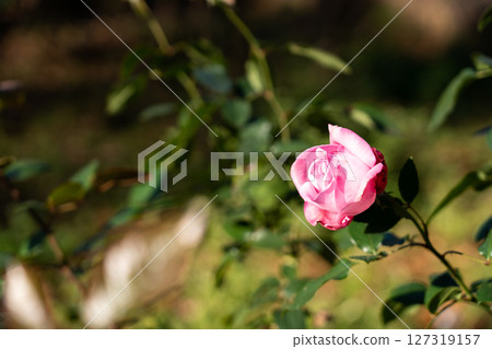Pink color rose flower with green leaf background 127319157