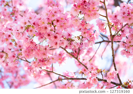 Closed up background of pink color flower sakura (cherry) blossom 127319160