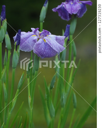Iris that gets wet in the rain Iris that gets wet in the rain 127319230