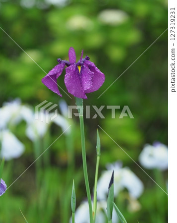Blooming irises Blooming irises 127319231