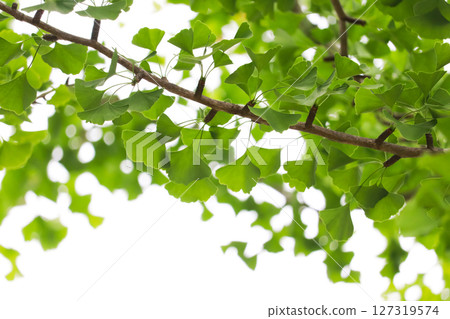 Ginkgo trees shining in the light 127319574