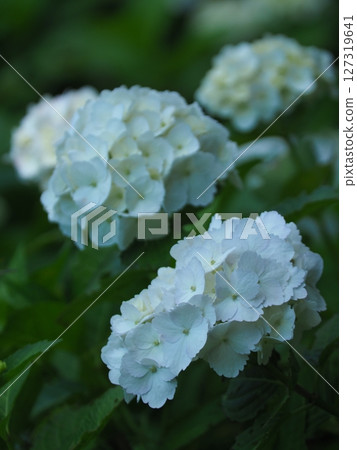 白色繡球花 白色繡球花 127319641