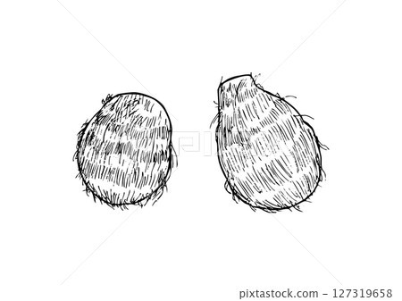 Taro whole hand drawn line drawing 127319658