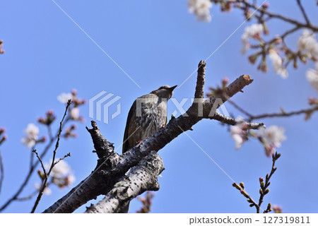 Brown-eared bulbulous on a branch of cherry blossoms 127319811
