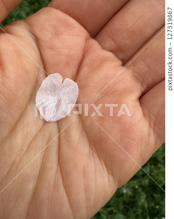 Cherry blossom petals in the palm of your hand Cherry blossom petals in the palm of your hand 127319867