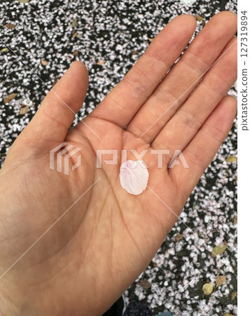 Cherry blossom petals in the palm of your hand Cherry blossom petals in the palm of your hand 127319894
