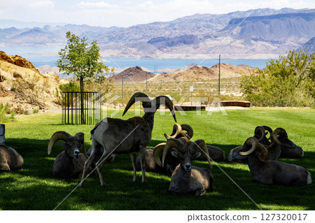 Bighorn Sheep Resting in the shade of a Park With Mountains iand Lake Mead n the Background 127320017