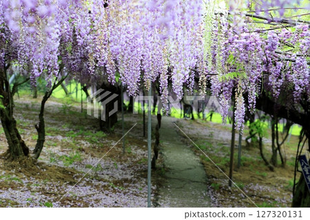 與紫藤的風景 與紫藤的風景 127320131