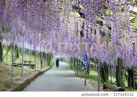 下雨天的著名紫藤景點 127320132