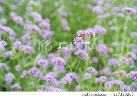 Purple Verbena bonariensis, also known as blue vervain 'Buenos Aires' in flower. Purple Verbena bonariensis, also known as blue vervain 'Buenos Aires' in flower. 127320266