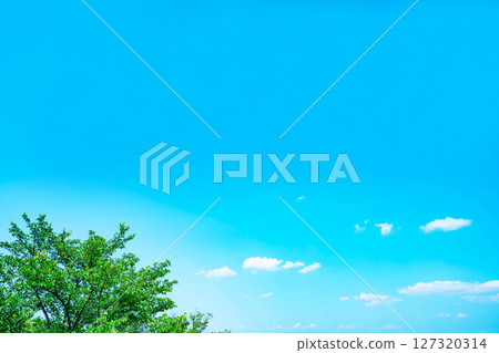Blue sky, clouds and grove Blue sky, clouds and grove 127320314